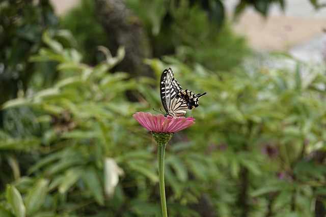 上海申花需